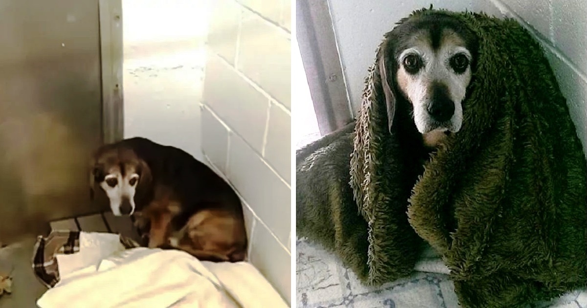 After 764 Days Apart, Dad Wonders If Missing Senior Dog Would Recognize Him Again