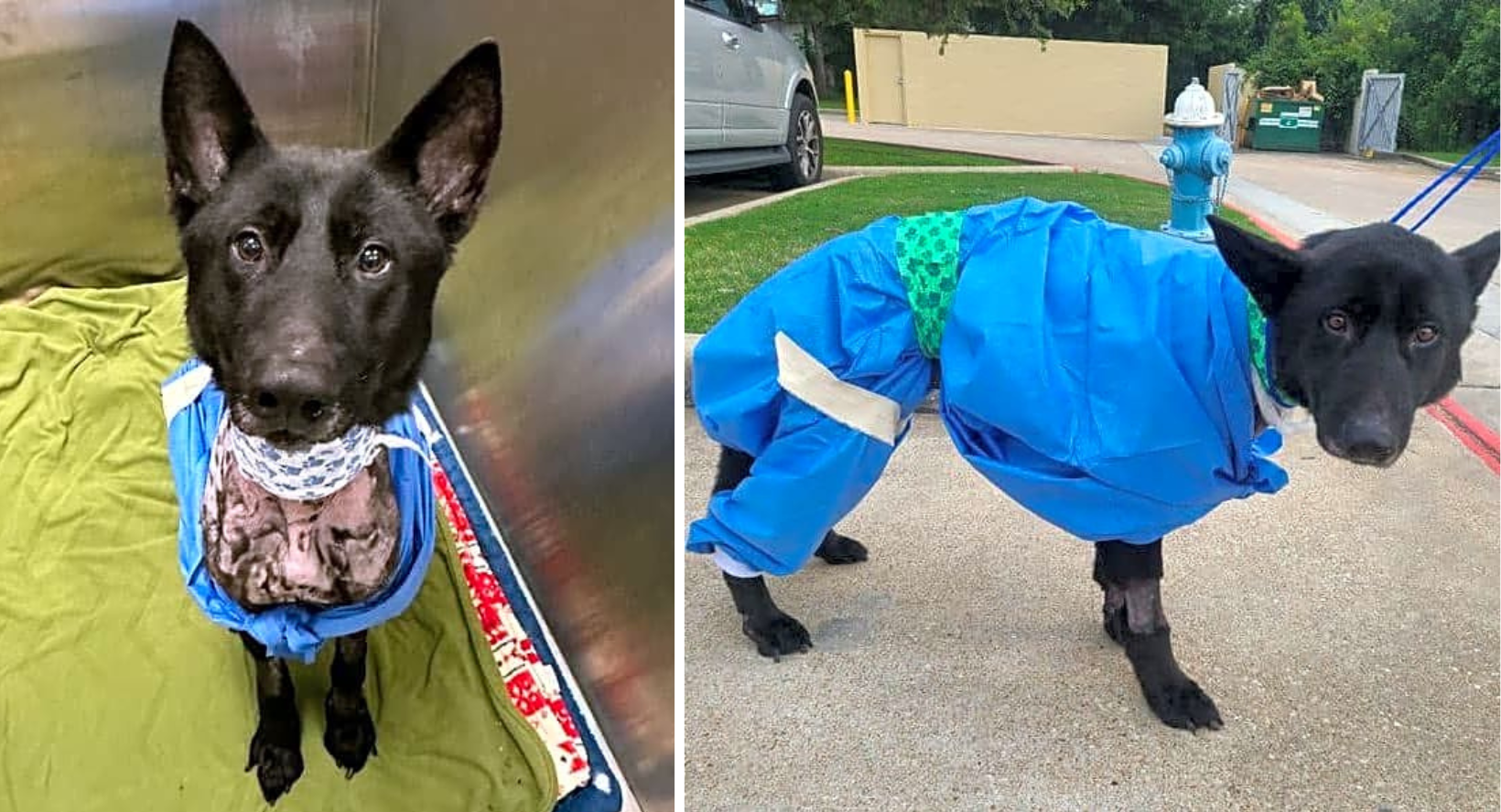 Covered In Chemical Burns, Dante Wandered The Streets Alone