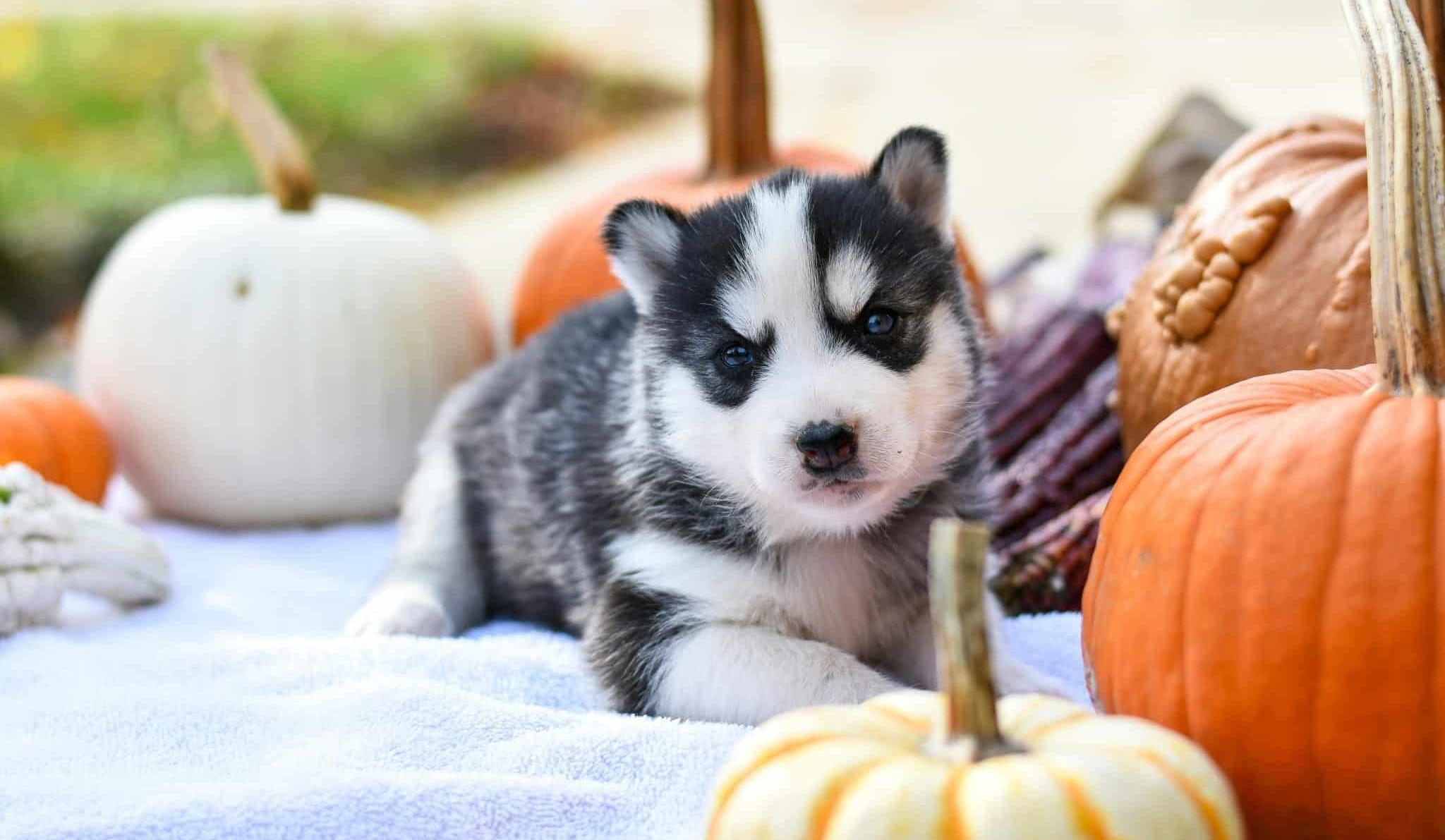 These Thanksgiving Dog Goodies Are the Ultimate Feast of Fun