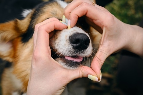 From Itchy to Happy: Natural Remedies for Dog Allergies
