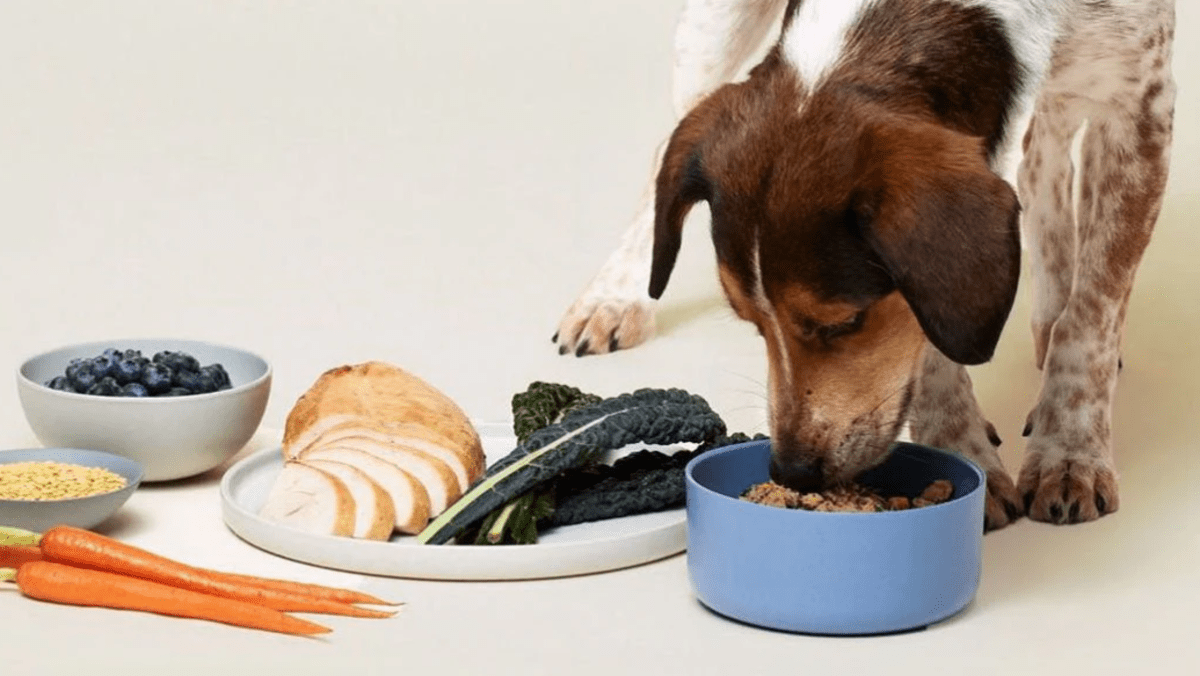 9 Ways To Relieve Dog Allergies From Food And The Environment