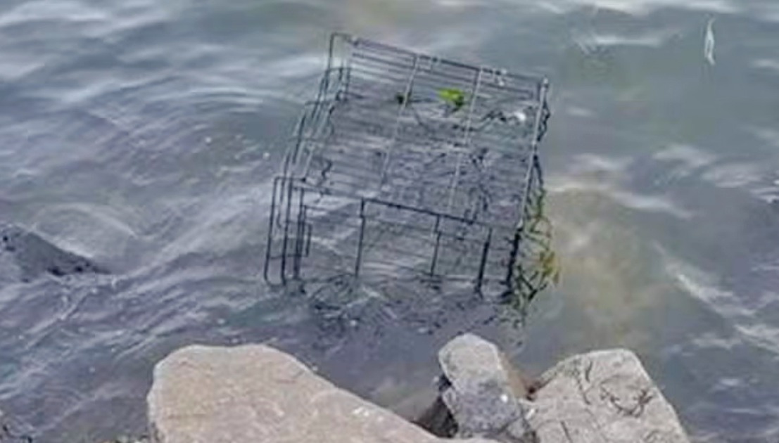 Dog’s Barks Broke Calm Of The River When Banged Up Cage Floats Over