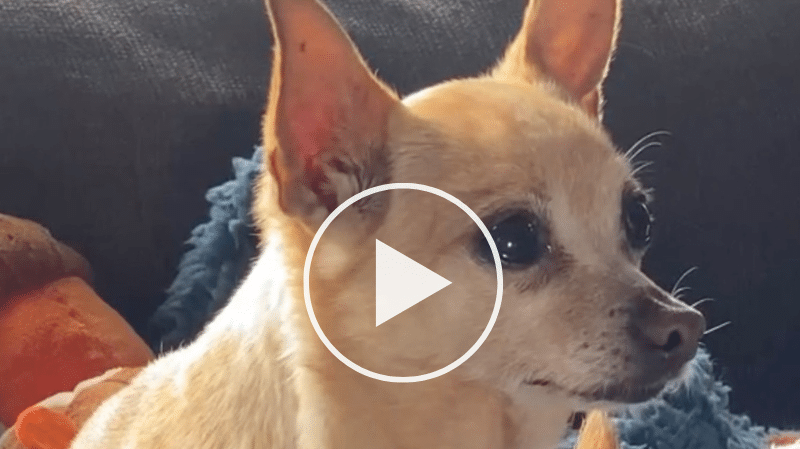 The Worst Toxic Foods For Dogs