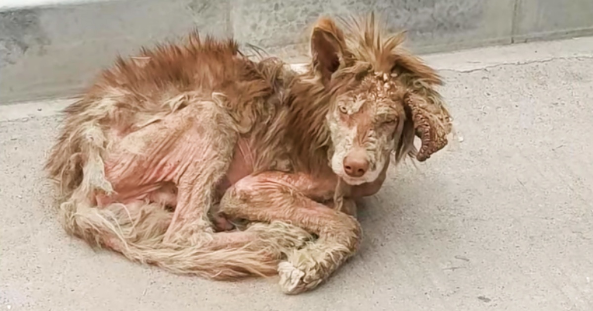 Stray Met Woman Insistent On Transforming Him Into Gorgeous, Purebred Boy