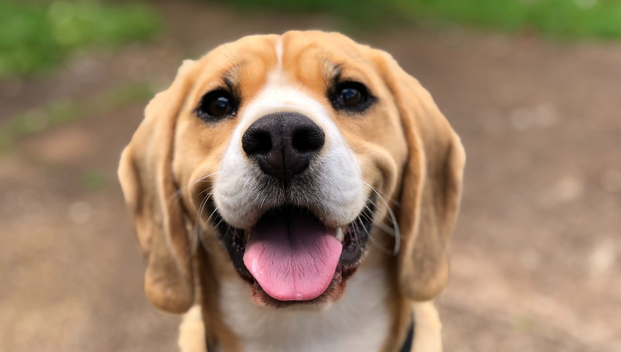 6 Best Oven Baked Dog Foods