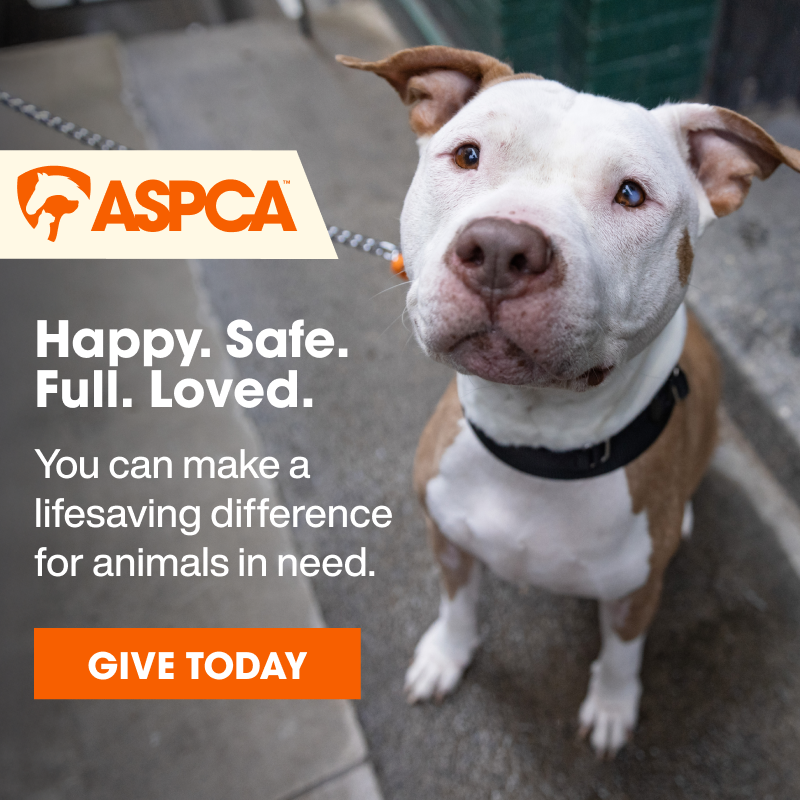 Give The Gift Of Hope With The ASPCA