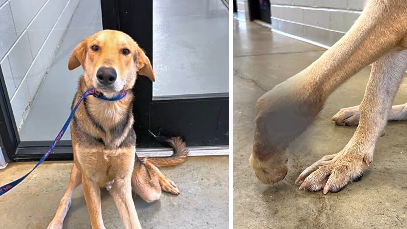 Shep Limped Along In Pain Living On The Streets With A Twisted Leg