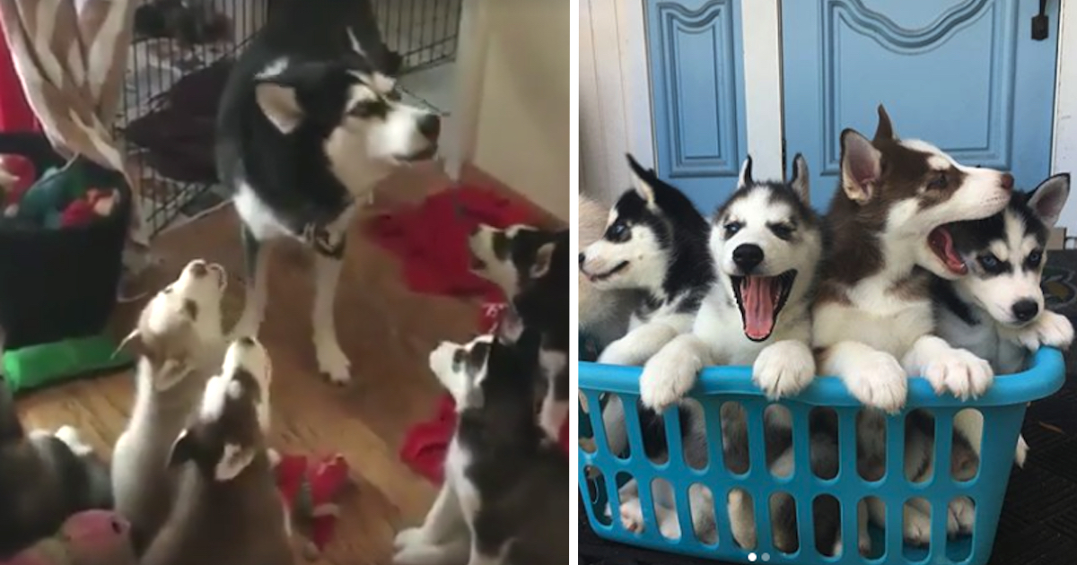 Husky Mama Teaches Her Pup To Howl With An ‘Adorable’ Coaching Session
