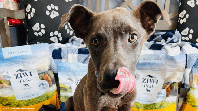 GivingTuesday Care Package Drive: Send essentials to the dogs who need it most