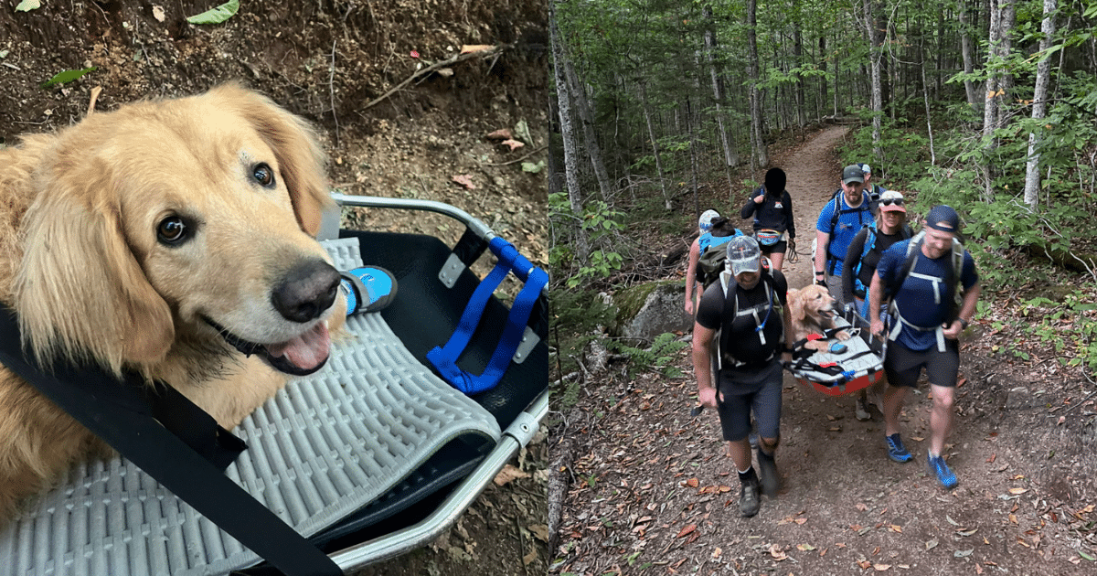 Hikers Rally Together to Rescue Exhausted Golden Retriever