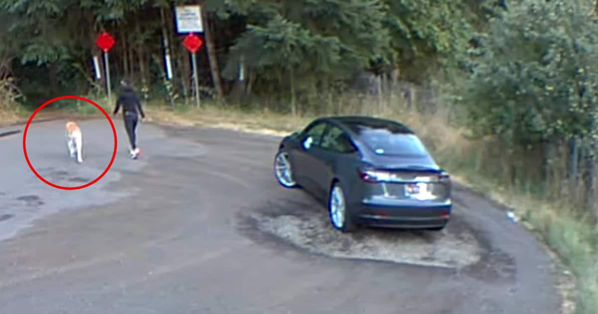 13-Year-Old Dog Sits Alone After Owner Vanishes In Tesla