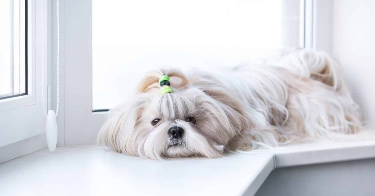 13 Calm Dog Breeds That Are Perfect for a Peaceful Home