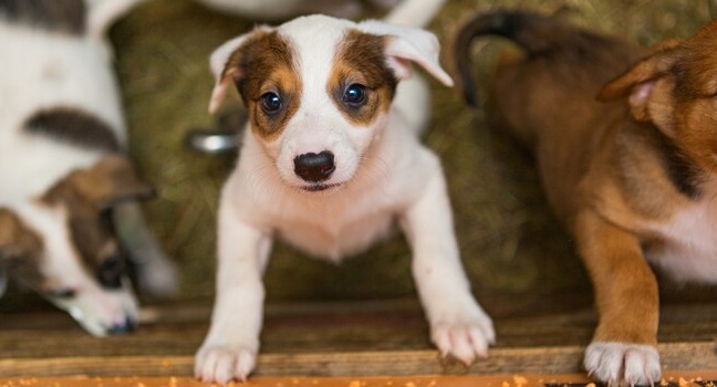 Litter of Dead Puppies Found In Home