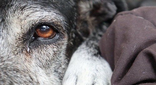 When Goodbye Hurts: GetUrns Turns Grief into Tribute