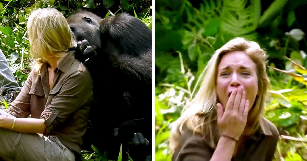 6-Years After Raising Wild Gorilla He Introduced His Wife & Despite Warnings, ‘She Got Too Close’