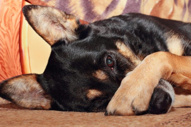 Say Goodbye to That "Dog House" Smell