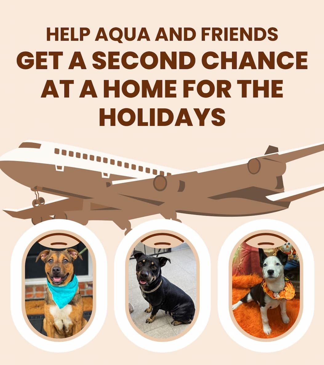 HELP AQUA AND FRIENDS GET A SECOND CHANCE AT A HOME FOR THE HOLIDAYS