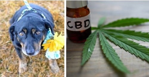 My Senior Rescue Is The “Poster Pooch” For CBD – She’s Like A Puppy Again