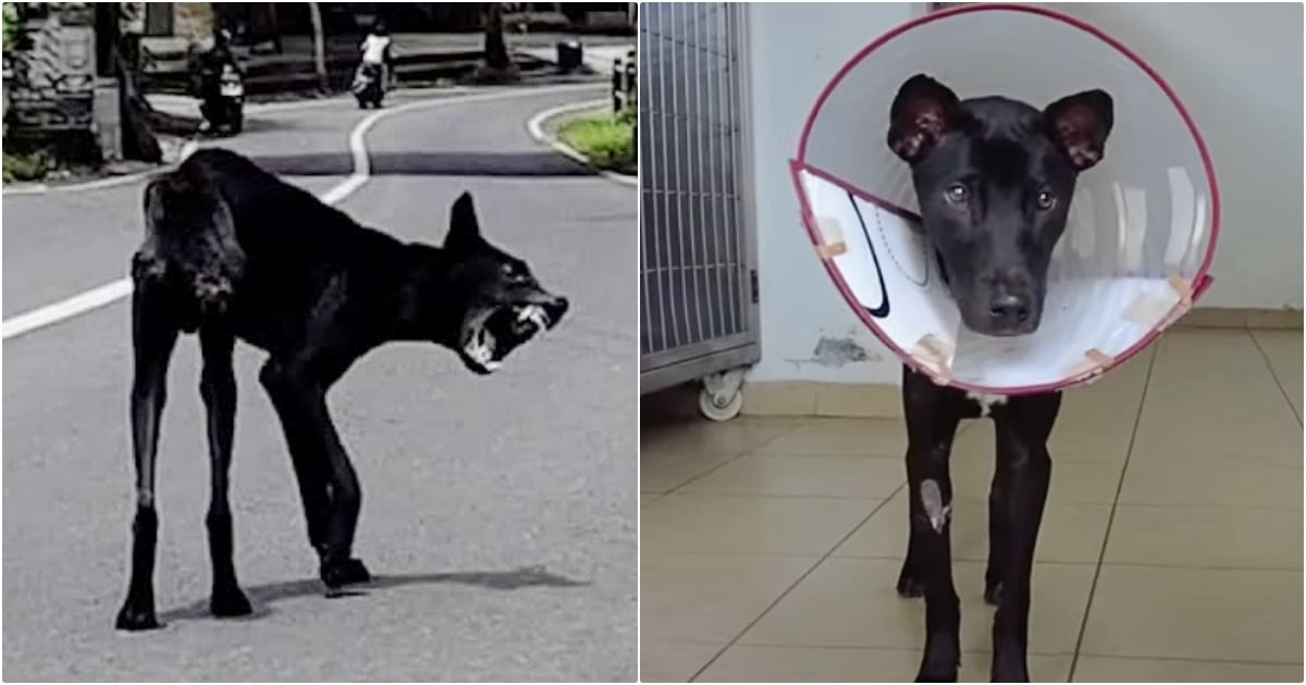 Despite Dog’s Disdain, Guy Visits Him Daily To Mend His Angry Heart