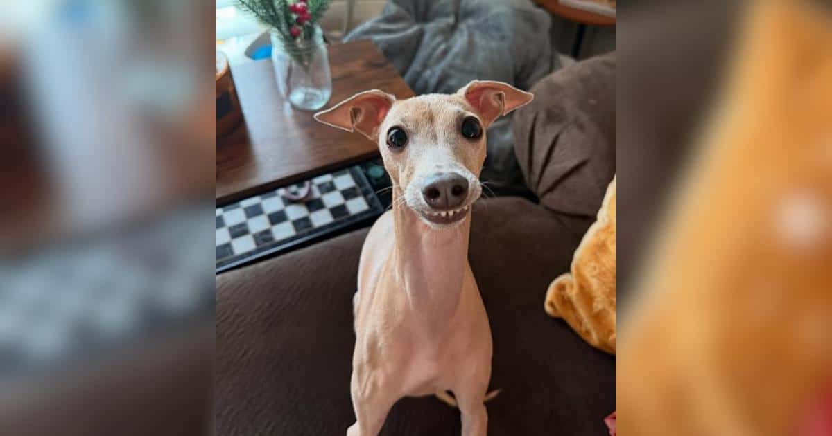 The Dog One Family Couldn’t Keep Became Someone Else’s Greatest Joy