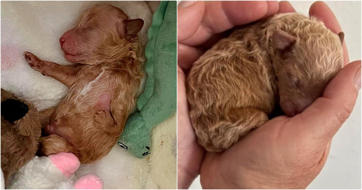 Puppy Born With Deformed Leg Becomes the Sweetest Snugglebug