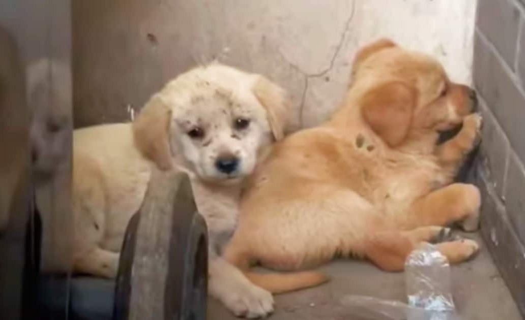 Boy Walking Dog Was Pulled Into An Alley Filled With ‘Trash And Treasure’