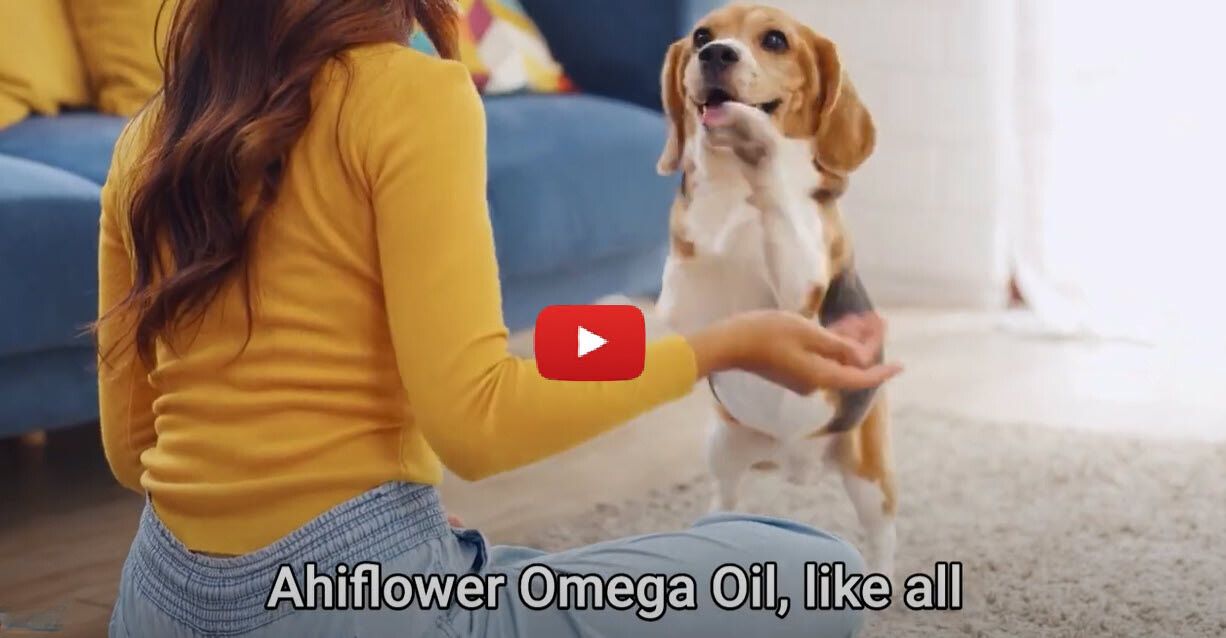 Unleash the Power of Omega-3 for Your Pup