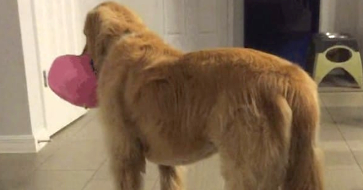 Family Adopted A Foster-Dog Even When Vet Cautioned That He’s Mentally Challenged