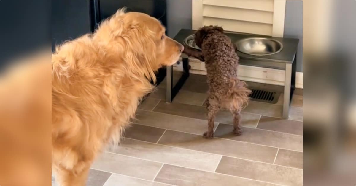 Dog ‘Waiting In Queue’ Has More Patience Than The Human Race