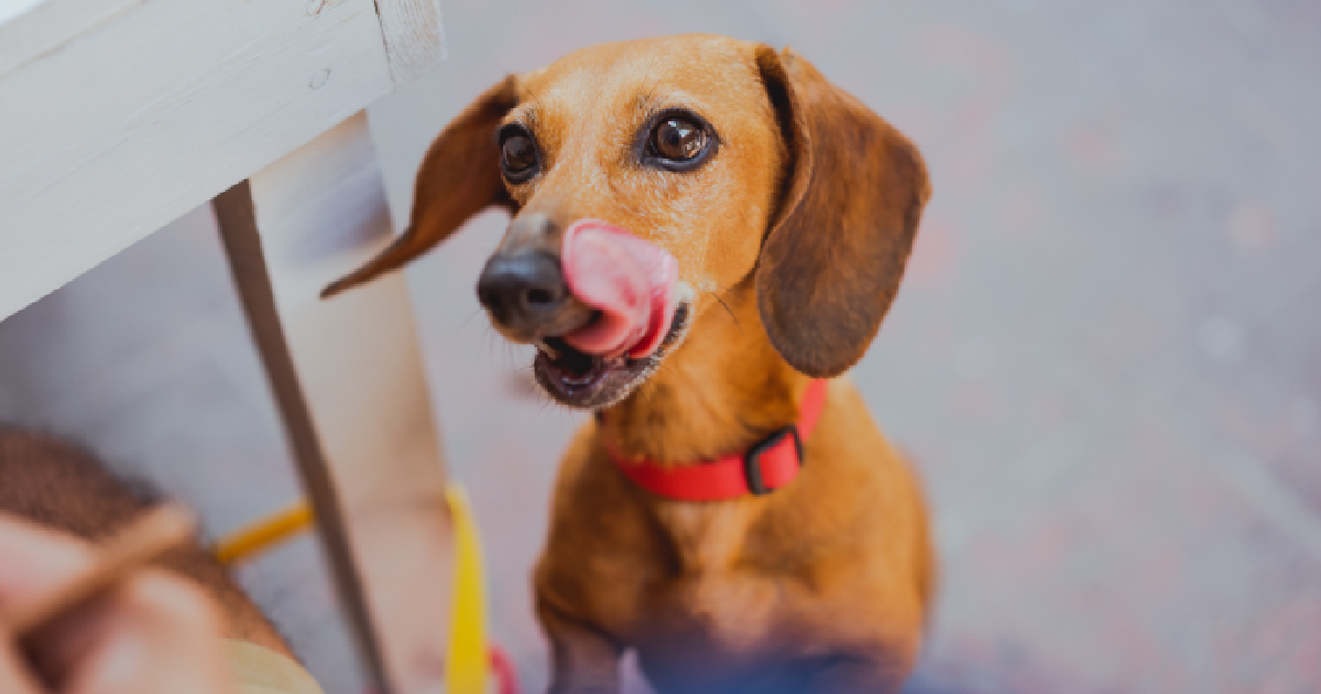 Don’t Let Your Dog Miss the Boat: Reel in the Best Fish Oil Now!