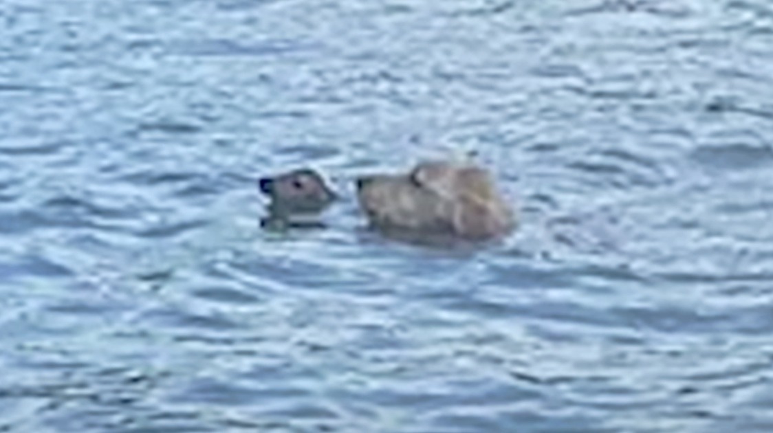 Dog ‘Flees’ House To Aid Creature With Nose Barely Above Lake Water