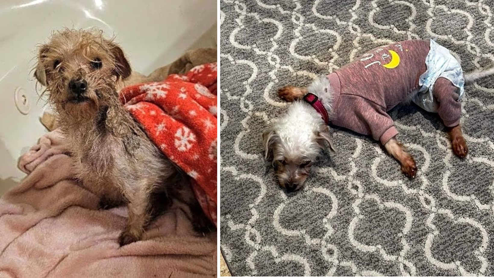 Tori Was Abandoned On The Street, & Could Barley Walk