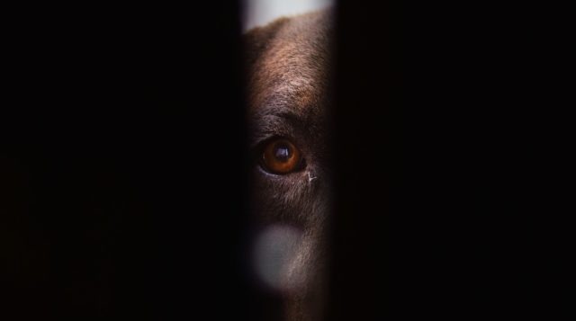 5 Strategies For Helping Your Dog Deal With Thunderstorm Anxiety