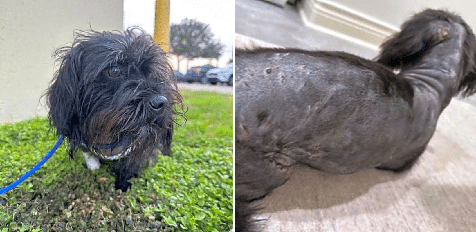 Help Oreo Recover After A Devastating Dog Attack