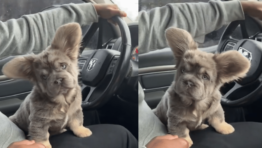 Fluffy French Bulldog Looks Like a Koala with Bat Ears—And People Can’t Get Enough