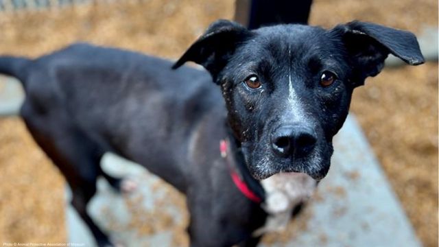 Shelters are at full capacity. Will you send a care package to a dog in need?