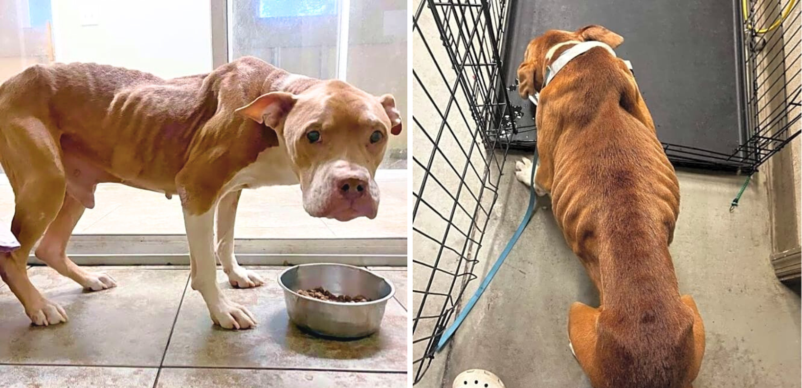 Scared And Emaciated Bubba Tries To Be Brave