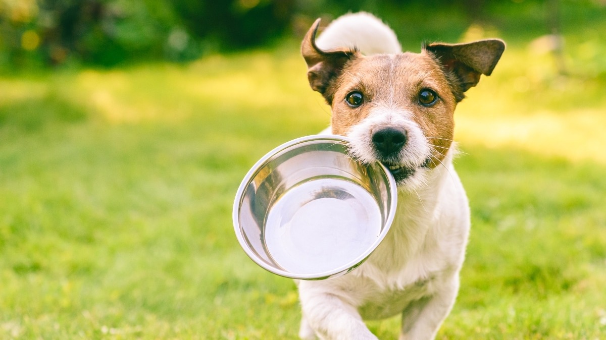 Quality Food for the Dog You Love- Our Top Picks