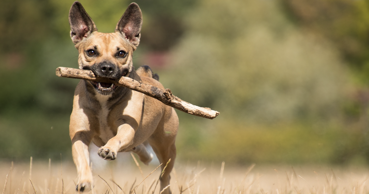 13 Best Probiotics For Dogs & Puppies (+1 to Avoid)