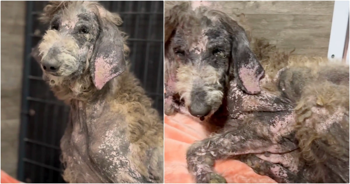 Dog Lingering By Snow Cone Stand Becomes Spectacular Breed
