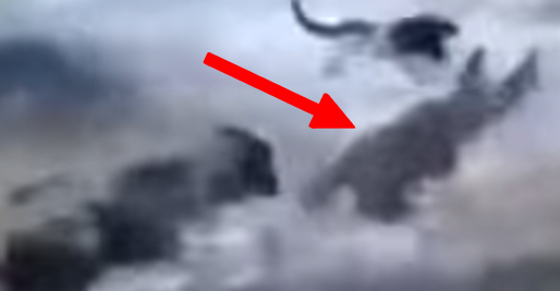 Video: Shark Attack on Dog Prompts Pack to Spring Into Action