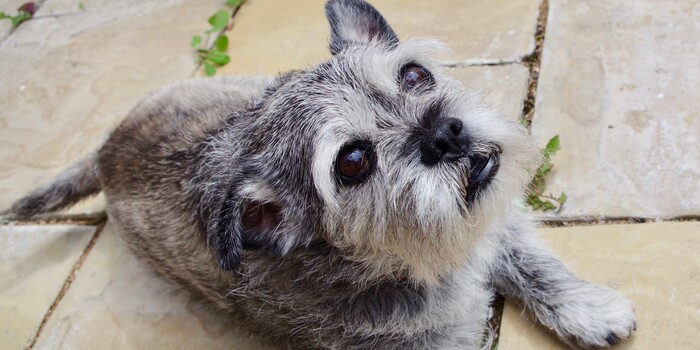 Animal Control Officer Hurt Dog When Applying "Restraint" Technique