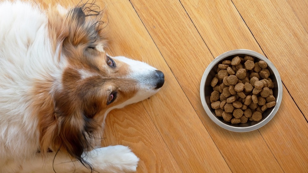 Refrigerated Dog Food: Because Your Pup Deserves More Than Sad Brown Pebbles