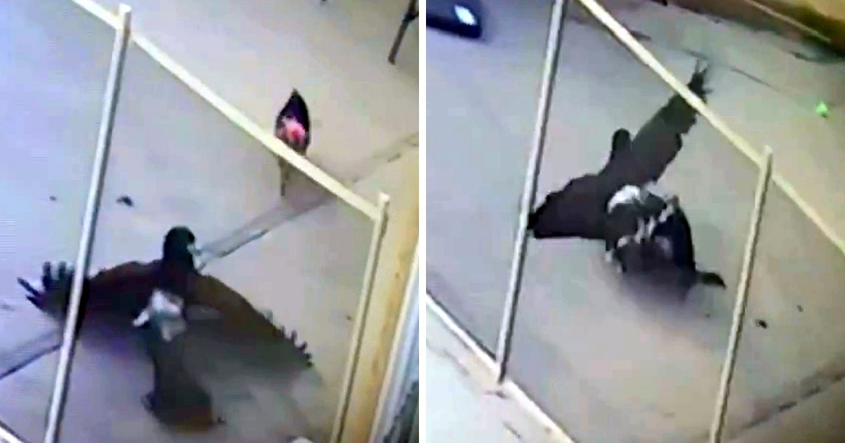 Hawk Grabs, Drags And Chokes Tiny Dog. Owner Intervenes But Bird Is Too Strong