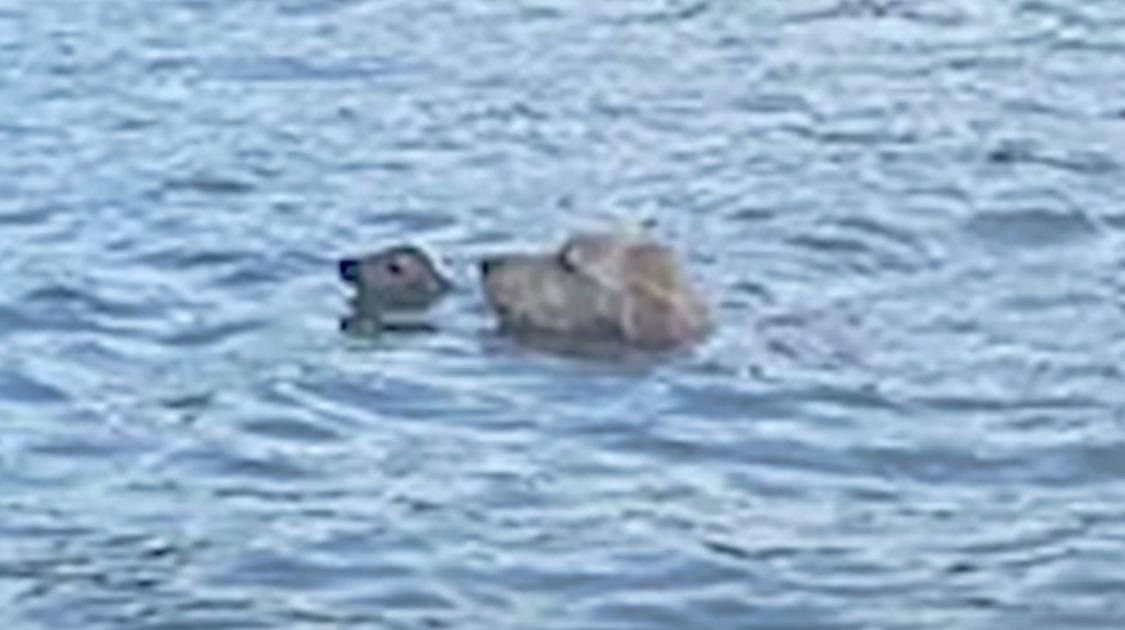 Dog Flees House To Aid ‘Creature’ With Nose Barely Above Lake Water