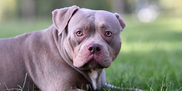 American Bully Dog Brutally Beaten to Death