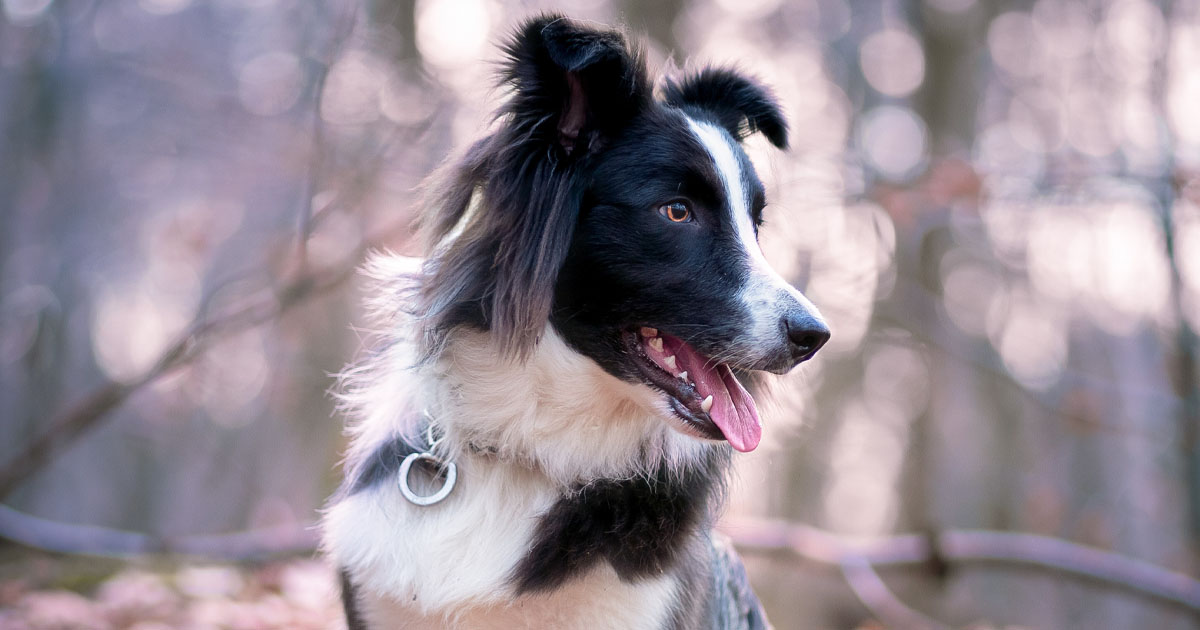 8 Best GPS Dog Collars