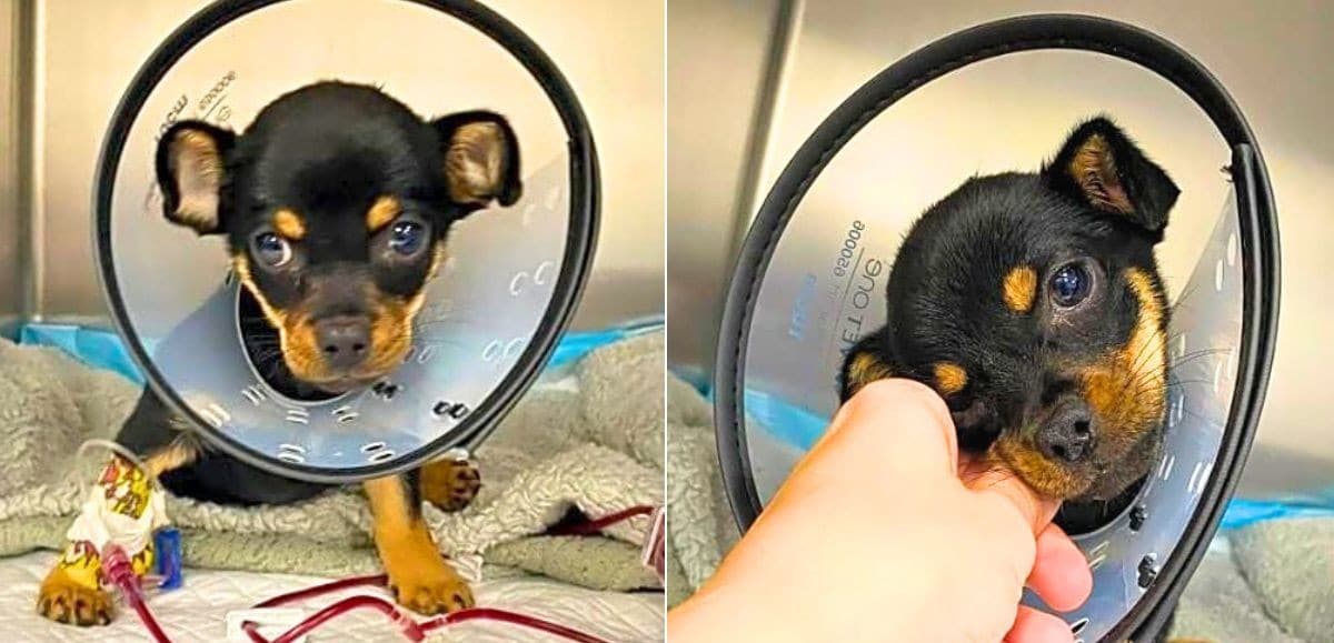 Cindi Was Anemic, Feverish & Suffered A Shattered Pelvis