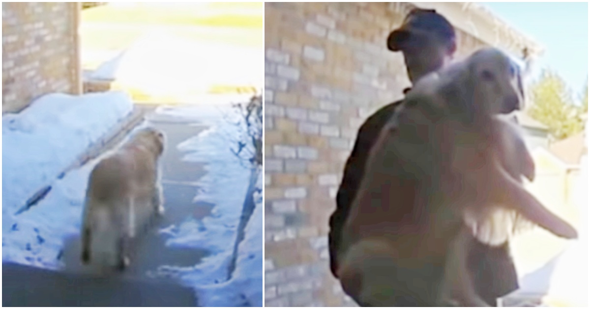 ‘Mystery’ Driver Makes Special Delivery When He Carries Lost Dog Back Home