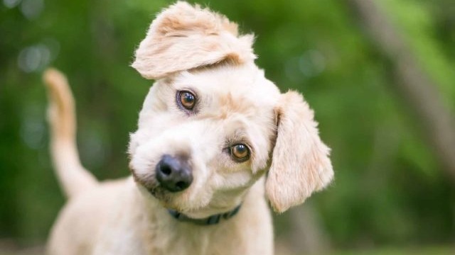 Give Your Dog the Gift of Health With Science-Backed Insights